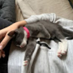 Meet your Posher, Rose